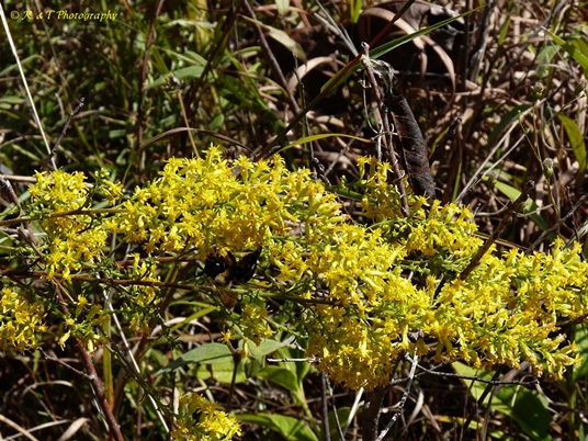 {Solidago rigidiuscula}